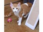 Caesar, Domestic Shorthair For Adoption In Mountain View, Arkansas