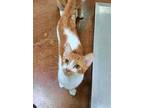 Conrad, Domestic Shorthair For Adoption In Mountain View, Arkansas