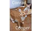 Cooper, Domestic Shorthair For Adoption In Mountain View, Arkansas