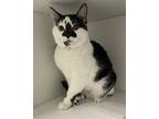Emiko ~ Polydactyl!!, Domestic Shorthair For Adoption In Rochester, Indiana