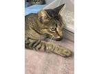 Breeze, Domestic Shorthair For Adoption In Rochester, Indiana