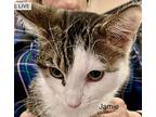 Jamie, Domestic Shorthair For Adoption In Andover, Connecticut