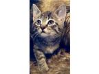 Tuffy, Domestic Shorthair For Adoption In Andover, Connecticut