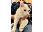 Lindy & Holstein, Domestic Shorthair For Adoption In Andover, Connecticut