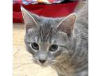 Nemo, Domestic Shorthair For Adoption In Crystal Lake, Illinois