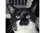 Pistakee, Domestic Shorthair For Adoption In Crystal Lake, Illinois