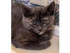 Sarah, Domestic Shorthair For Adoption In Wintersville, Ohio