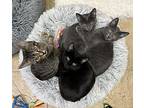 Aster, Domestic Shorthair For Adoption In Crystal Lake, Illinois