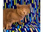Sirius, Domestic Shorthair For Adoption In Wintersville, Ohio