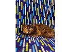Samantha, Domestic Shorthair For Adoption In Wintersville, Ohio