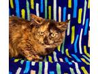 Serena, Domestic Shorthair For Adoption In Wintersville, Ohio
