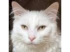 Daisy, Domestic Longhair For Adoption In Crystal Lake, Illinois