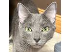 Squish, Domestic Shorthair For Adoption In Crystal Lake, Illinois