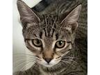 Brie, Domestic Shorthair For Adoption In Crystal Lake, Illinois