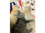 Linguine, Domestic Shorthair For Adoption In Mishawaka, Indiana