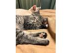 Noodle, Domestic Shorthair For Adoption In Mishawaka, Indiana