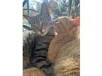 Cheddar, Domestic Shorthair For Adoption In Crystal Lake, Illinois