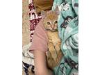 Macaroni, Domestic Shorthair For Adoption In Mishawaka, Indiana