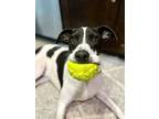 Rubix, Terrier (unknown Type, Medium) For Adoption In Westwood, New Jersey