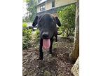 June, Labrador Retriever For Adoption In Westwood, New Jersey