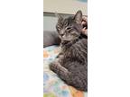 The Skipper, Domestic Shorthair For Adoption In Tioga, Pennsylvania