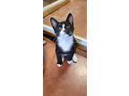 Churro, Domestic Shorthair For Adoption In Tioga, Pennsylvania