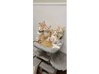 Royal, Domestic Shorthair For Adoption In Tioga, Pennsylvania