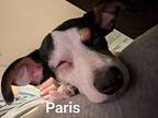 Paris, Jack Russell Terrier For Adoption In Indianapolis, Indiana