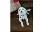 Bruno, Terrier (unknown Type, Small) For Adoption In Lake Forest, California