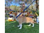 Gustav, Dachshund For Adoption In New York, New York