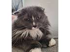 Mitzi (polydactyl), Maine Coon For Adoption In Howell, Michigan