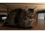 Manny, Maine Coon For Adoption In Howell, Michigan