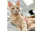 Anton, Domestic Shorthair For Adoption In St. Johnsbury, Vermont