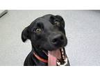 Mickey, Labrador Retriever For Adoption In Lincoln, Nebraska