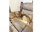 Maverick In Ct, Labrador Retriever For Adoption In East Hartford, Connecticut
