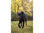 Iris, Labrador Retriever For Adoption In Marietta, Georgia