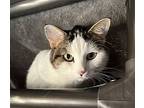 Margaret, Domestic Shorthair For Adoption In Santa Rosa, California