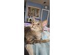 Buddy, Domestic Shorthair For Adoption In Greenville, South Carolina