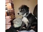 Treat, Terrier (unknown Type, Medium) For Adoption In Liverpool, New York