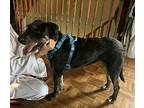 Kika, Terrier (unknown Type, Medium) For Adoption In Mississauga, Ontario
