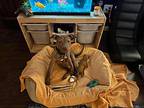 bolero”, American Pit Bull Terrier For Adoption In Oxford, Michigan