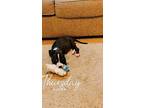 Smokey, Terrier (unknown Type, Medium) For Adoption In Long Beach, Mississippi
