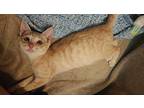 Hermes, Domestic Shorthair For Adoption In Warner Robins, Georgia