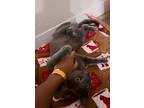 Skeletor, Domestic Shorthair For Adoption In Elk Grove, California