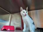 Del, Domestic Shorthair For Adoption In Elk Grove, California
