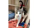Alt, Domestic Shorthair For Adoption In Elk Grove, California