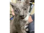 Bruce, Domestic Shorthair For Adoption In Parlier, California