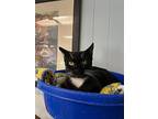 Cat 25834 (ernie), Domestic Shorthair For Adoption In Parlier, California