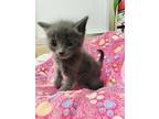 Malee, Russian Blue For Adoption In Parlier, California
