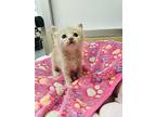 Mayo, Domestic Shorthair For Adoption In Parlier, California